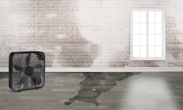 Best Flood restoration services  in Kenwood Estates, FL
